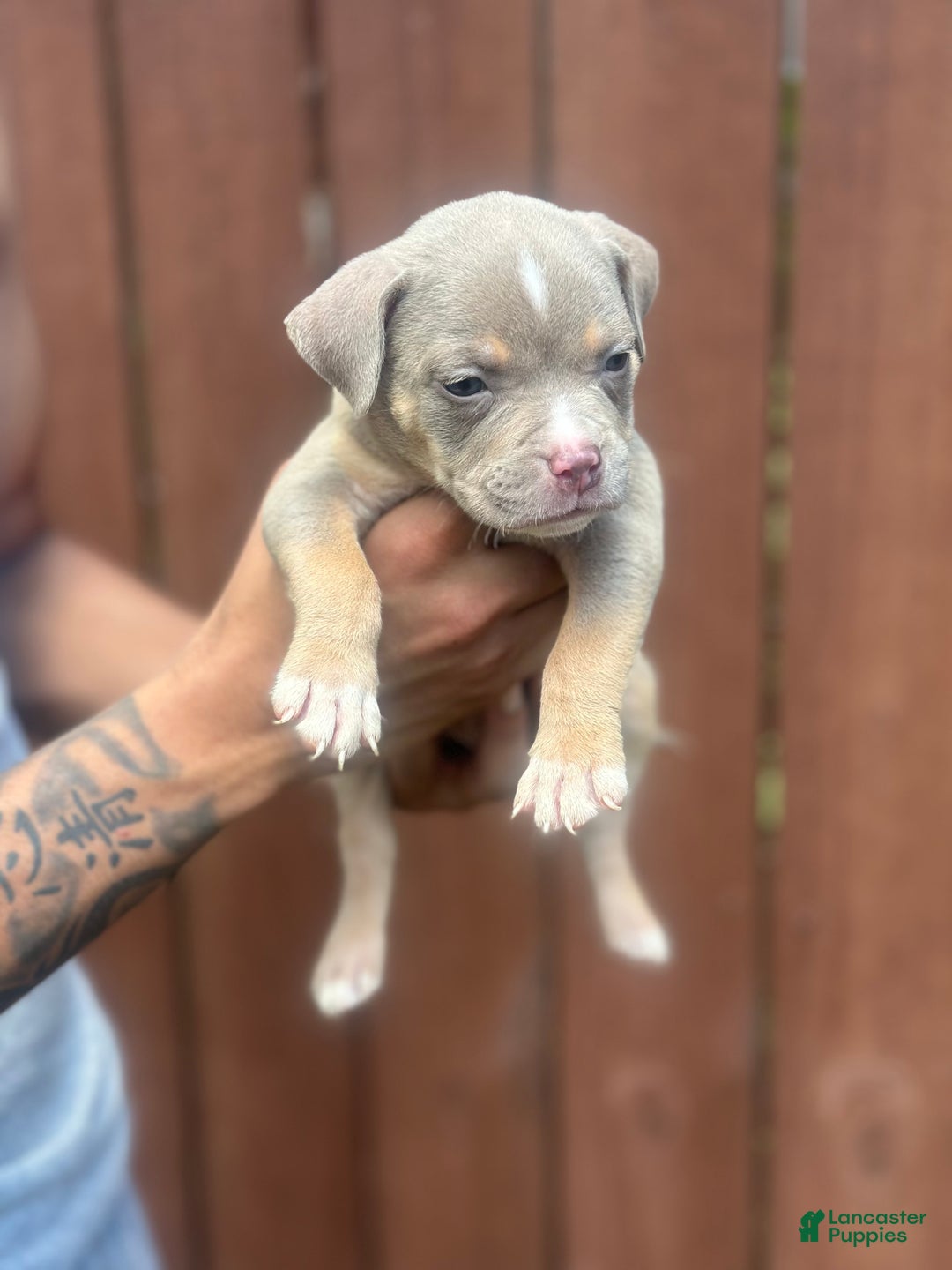 American Bully dogs for sale: American Bully Puppy 5 - Ad 5