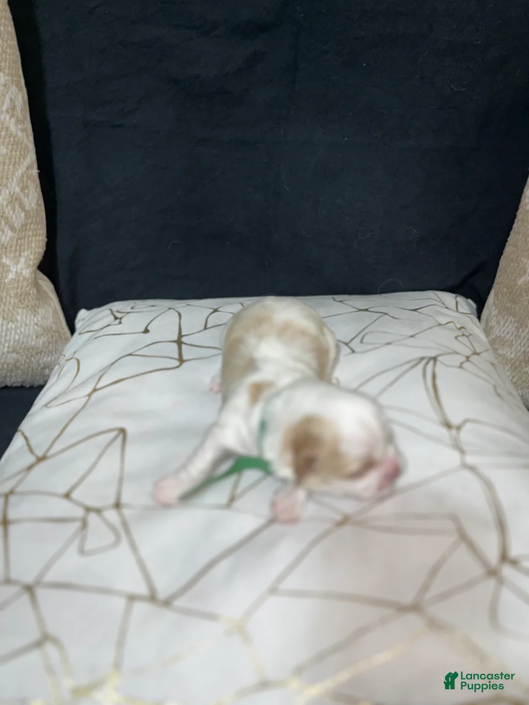 Shih Tzu dogs for sale: Clover - Ad 2