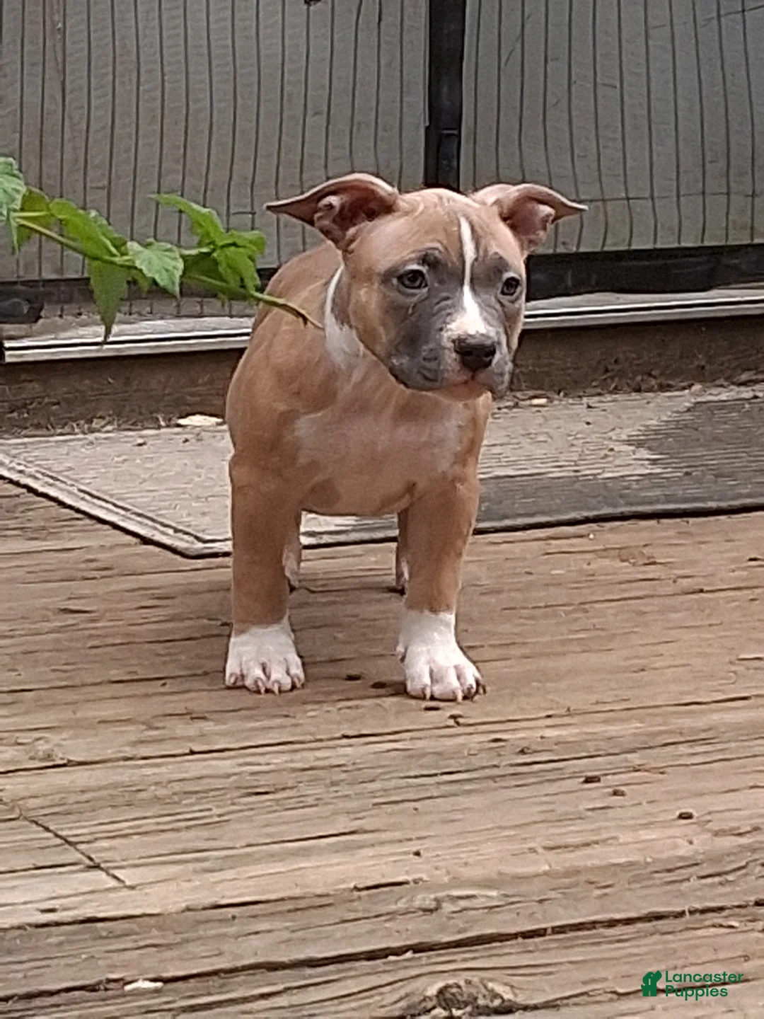 American Bully dogs for sale: American Bully 4 - Ad 2