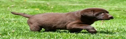 Labrador Retriever dogs for sale: Travis - Ad 7