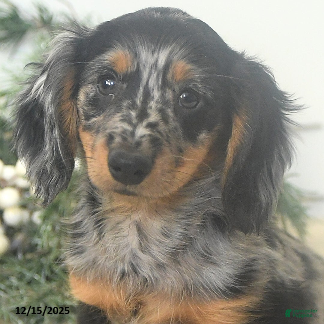 Miniature Dachshund dogs for sale: Prancer - Ad 5