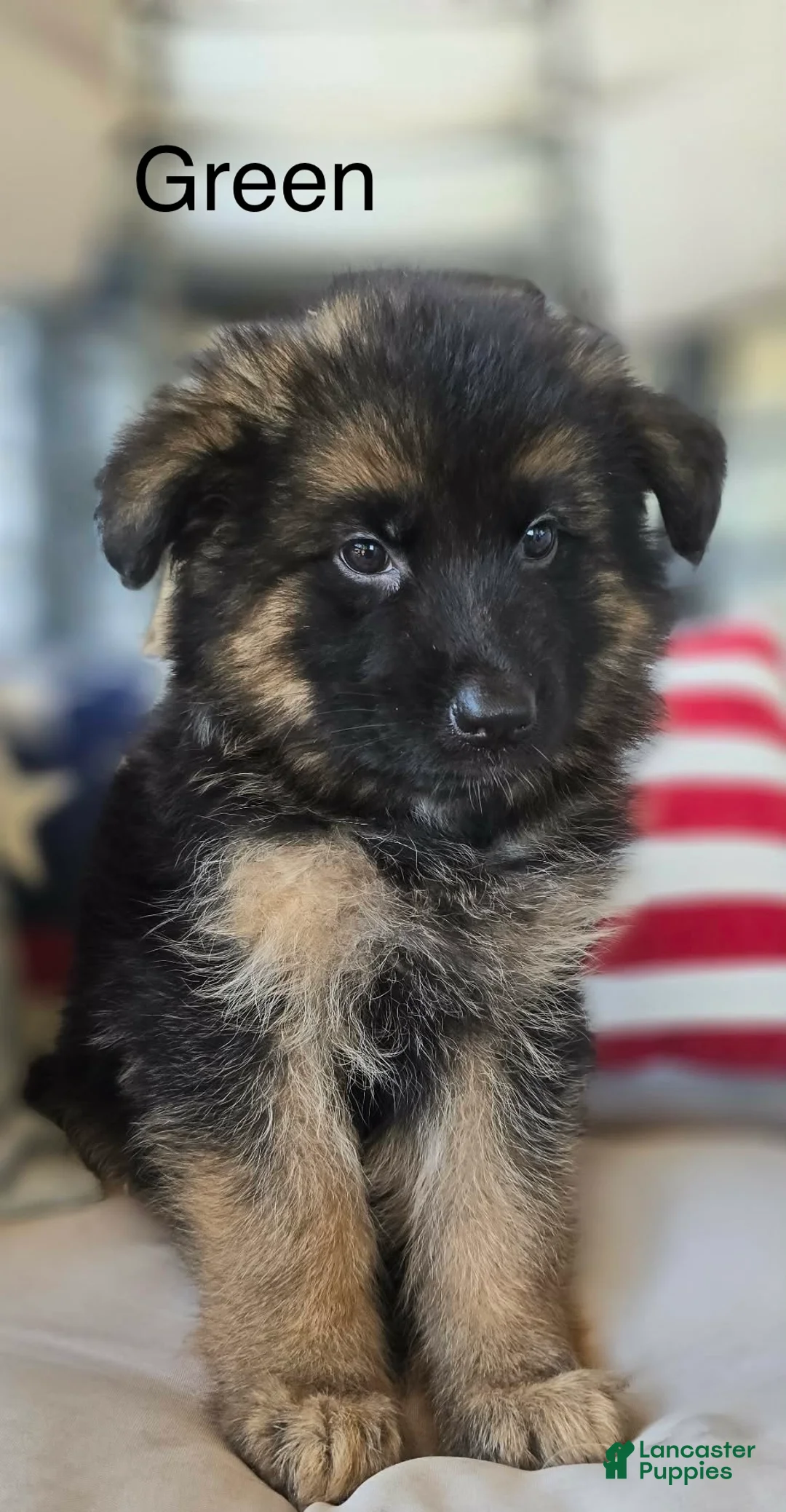 German Shepherd dogs for sale: German Shepherd Puppy 1 - Ad 1