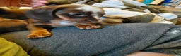 Miniature Dachshund dogs for sale: TILLY - Ad 3