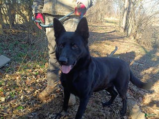 German Shepherd dogs German Shepherd Puppy 1 - Ad 1