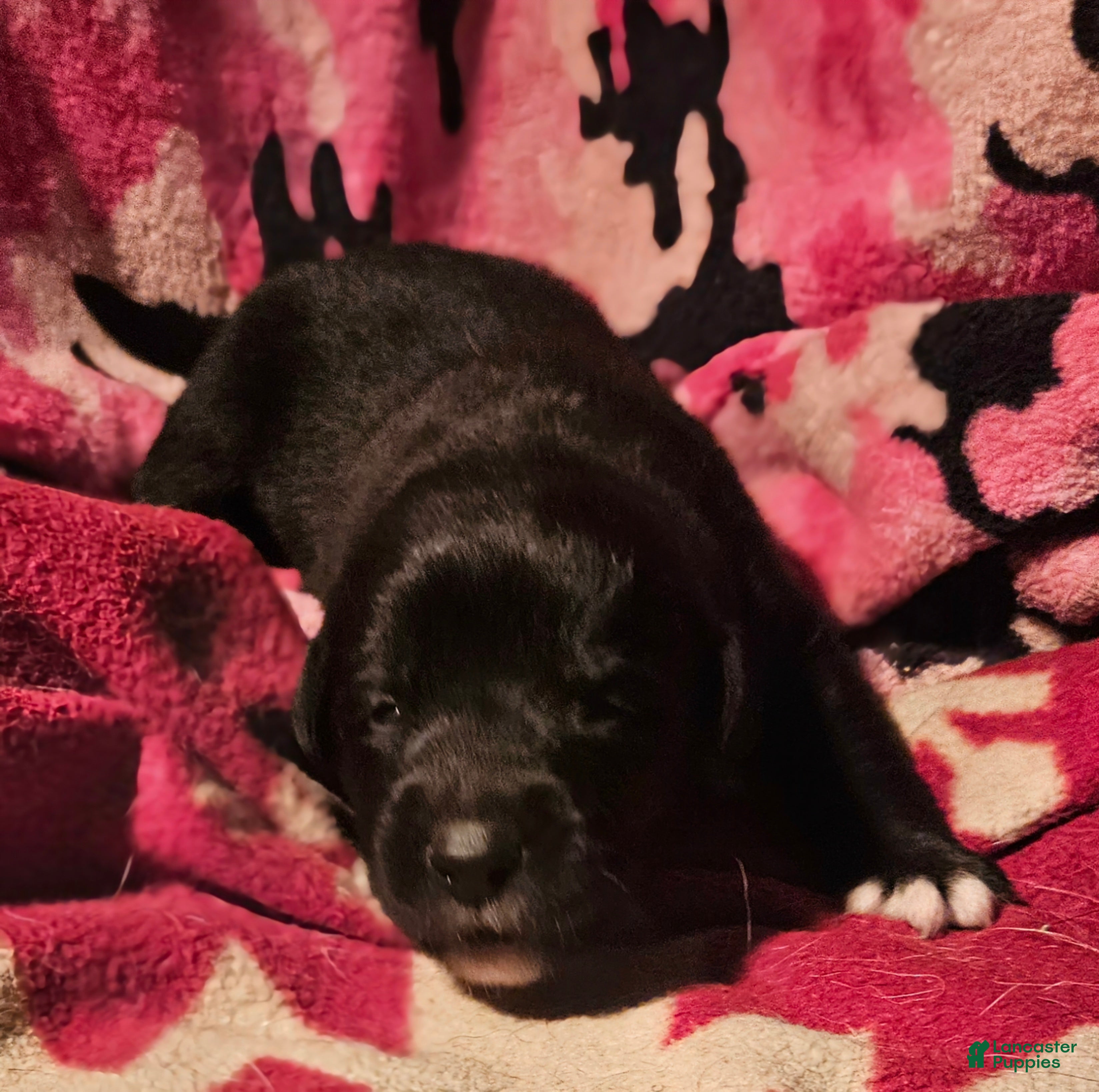 Border Collie dogs Joker - Ad 8