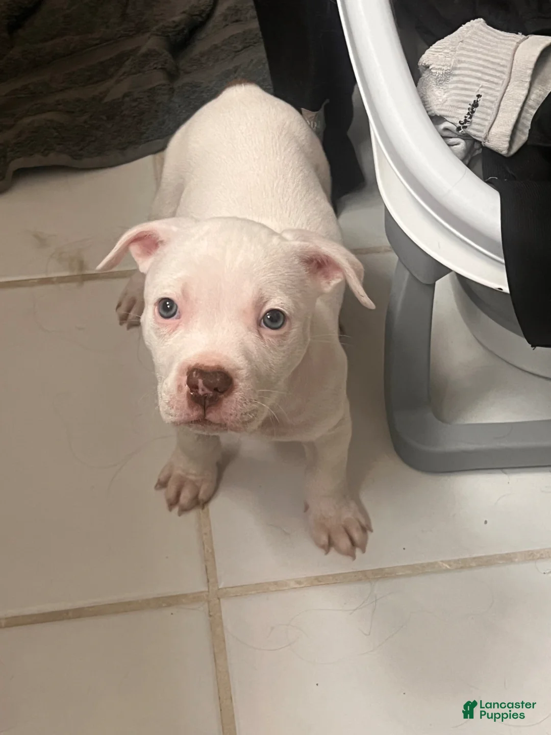 American Bully dogs for sale:  Ozzy - Ad 1