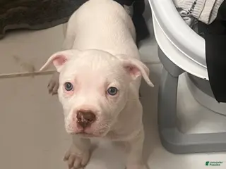 American Bully dogs Ozzy - Ad 40