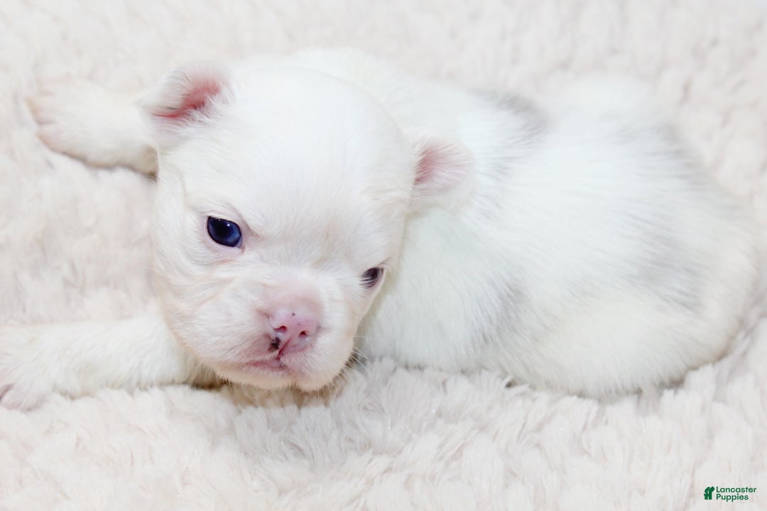 French Bulldog dogs for sale: Kamilla-Full Fluffy Choc & Tan Koi w Testable - Ad 6