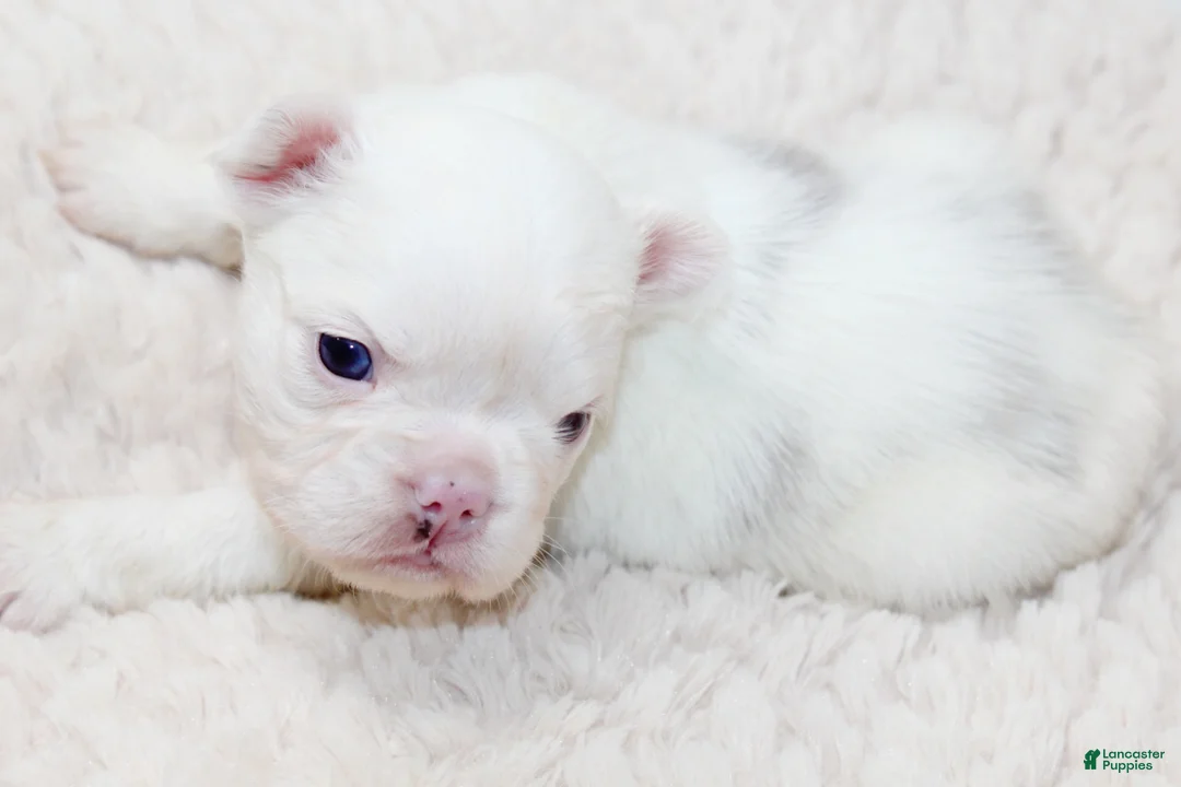 French Bulldog dogs for sale: Kamilla-Full Fluffy Choc & Tan Koi w Testable - Ad 11