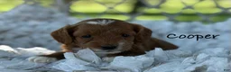 Cavapoo dogs for sale: Cooper - Ad 1