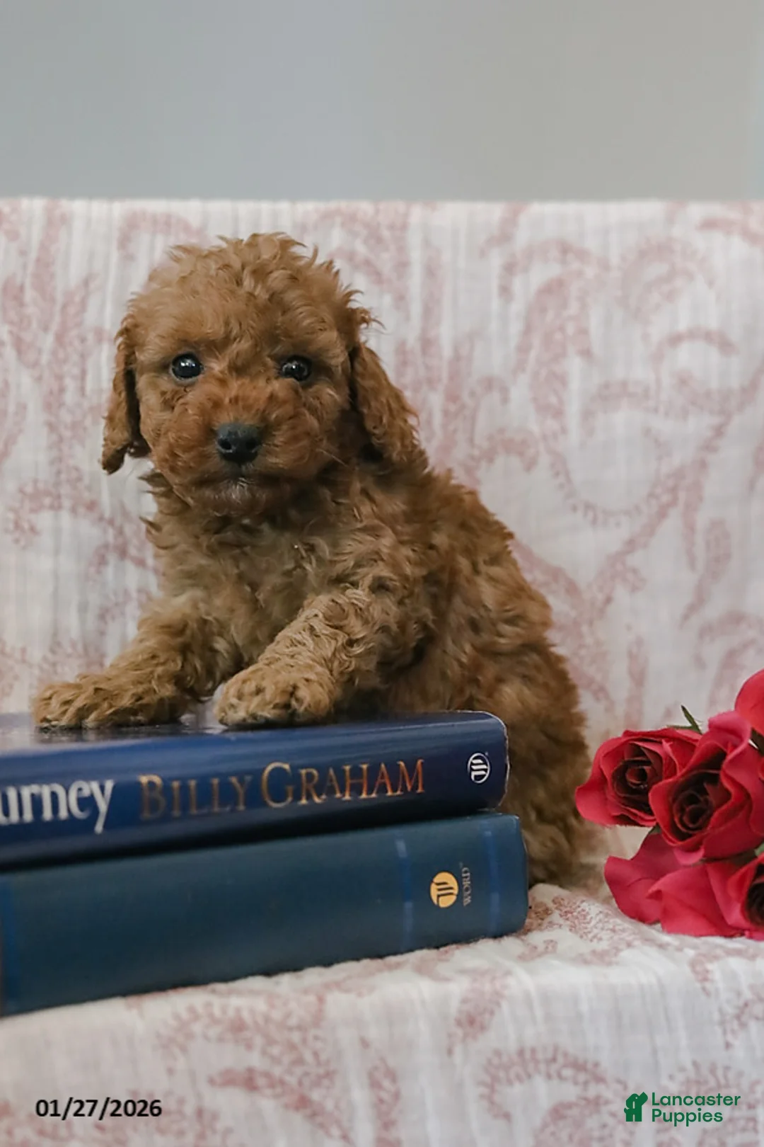 Cockapoo dogs for sale: Jadon - Ad 7