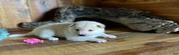 Shiba Inu dogs for sale: Shiba Inu Puppy 2 - Ad 2
