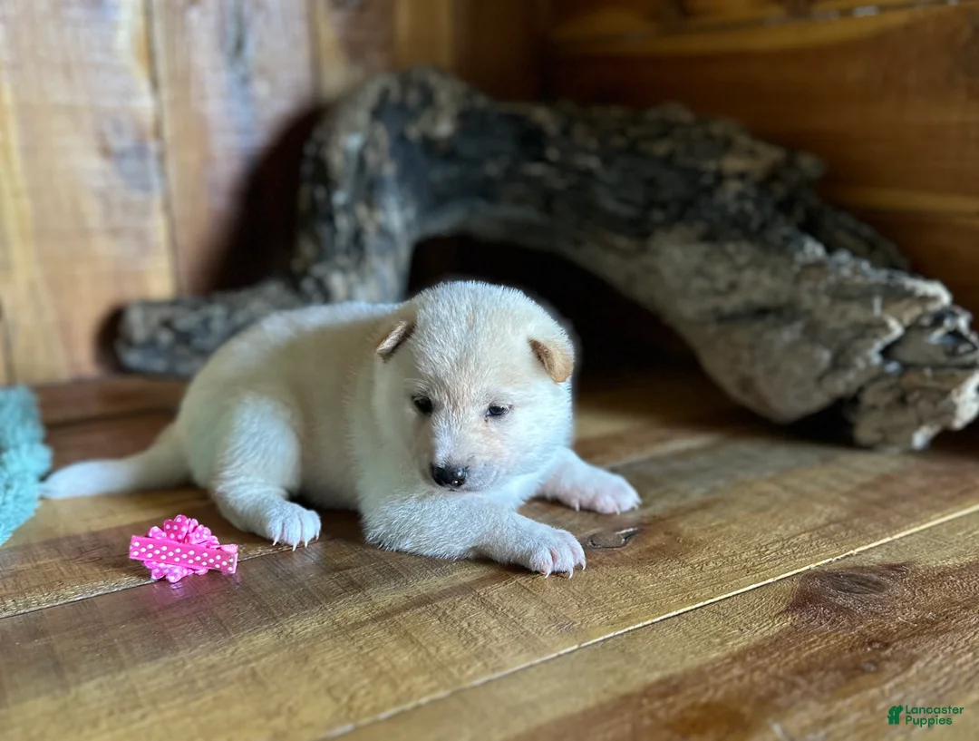 Shiba Inu dogs for sale: Shiba Inu Puppy 2 - Ad 2