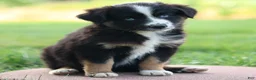 Miniature Australian Shepherd dogs for sale: Joyce - Ad 3