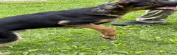 German Shepherd dogs for sale: Duke - Ad 3