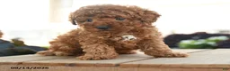 Toy Poodle dogs for sale: Charlemagne - Ad 4