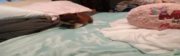 Pomeranian dogs for sale: Pomeranian 2 - Ad 3