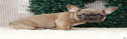 French Bulldog dogs for sale: Hunter - Ad 8