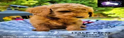 Goldendoodle dogs for sale: Half Pint - Ad 3