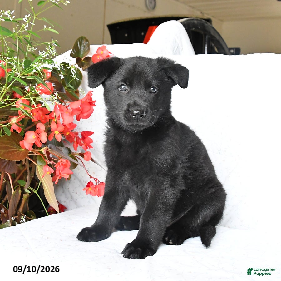 German Shepherd dogs Moose - Ad 2