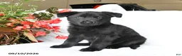 German Shepherd dogs for sale: Moose - Ad 3