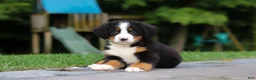 Bernese Mountain Dog dogs for sale: Josie - Ad 13