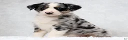 Miniature Australian Shepherd dogs for sale: Howey - Ad 1