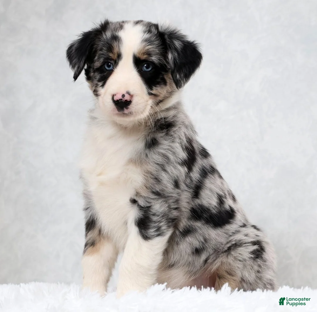Miniature Australian Shepherd dogs for sale: Howey - Ad 1
