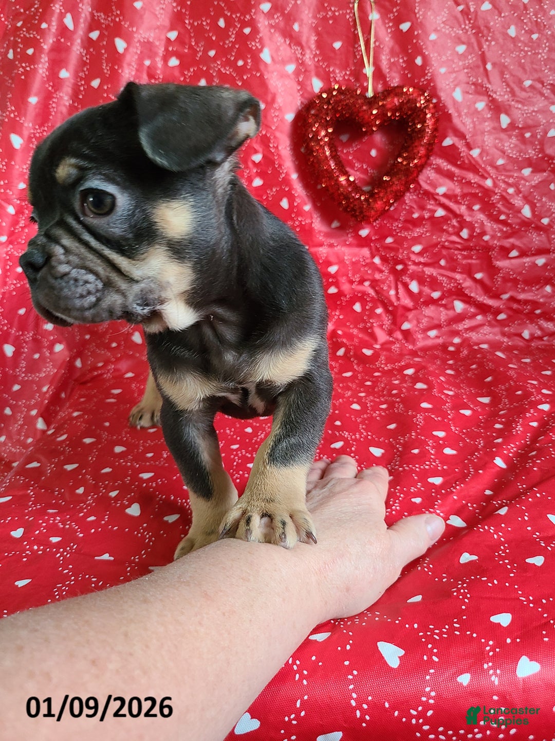 French Bulldog dogs for sale: Snickers - Ad 2