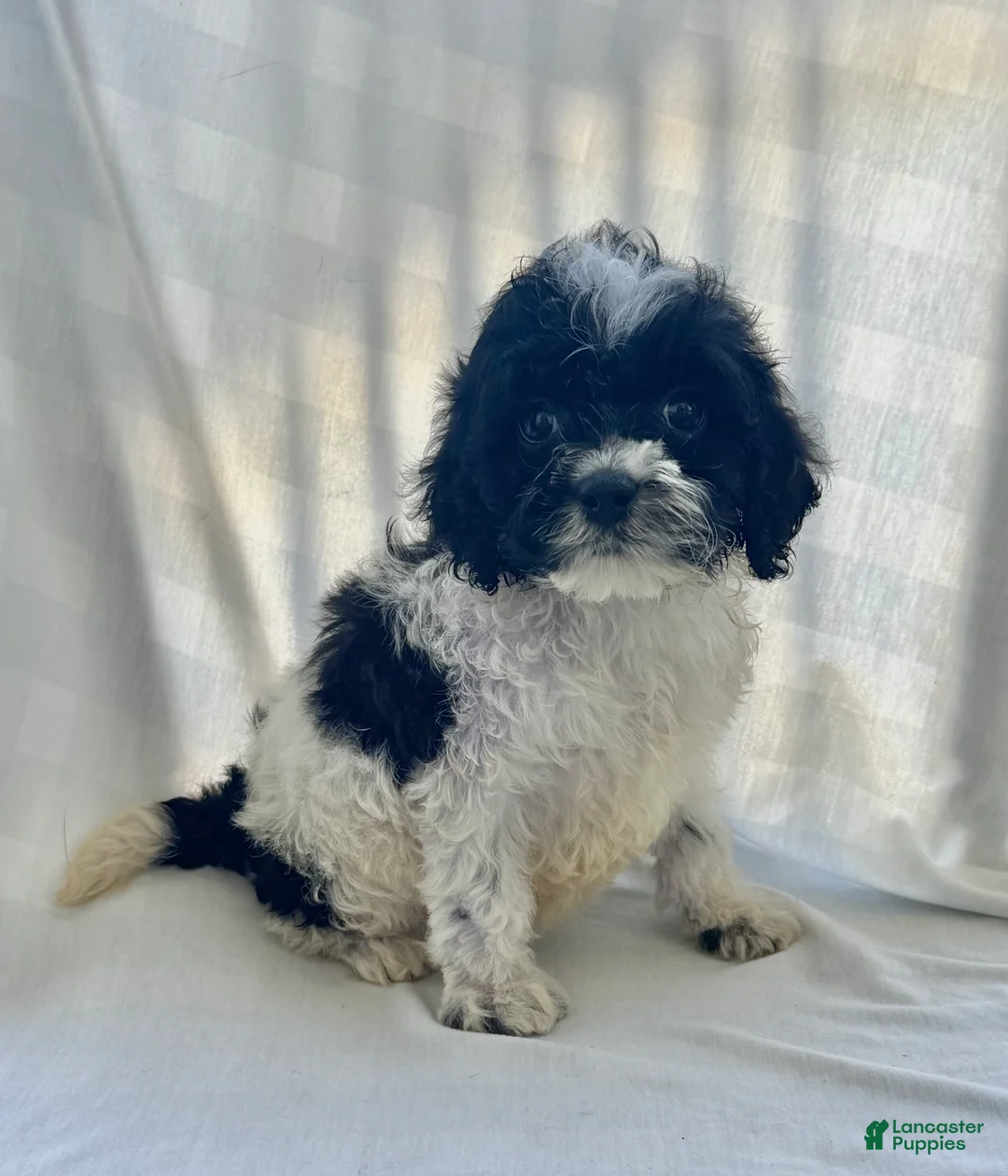 Cockapoo dogs for sale: Polo  - Ad 2