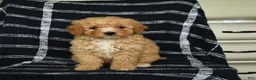 Mini Goldendoodle dogs for sale: Delilah - Ad 3
