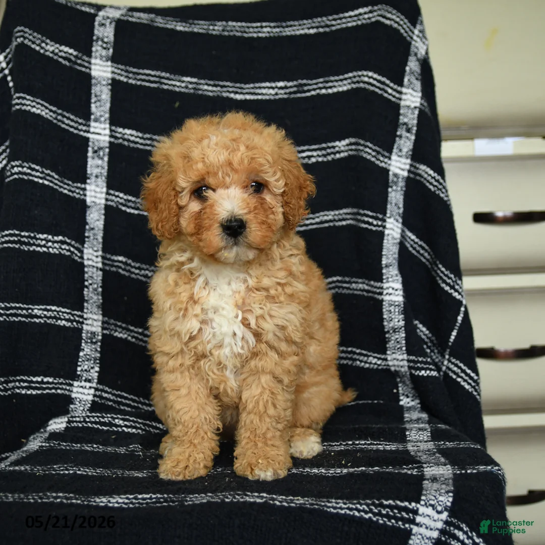 Mini Goldendoodle dogs for sale: Delilah - Ad 3