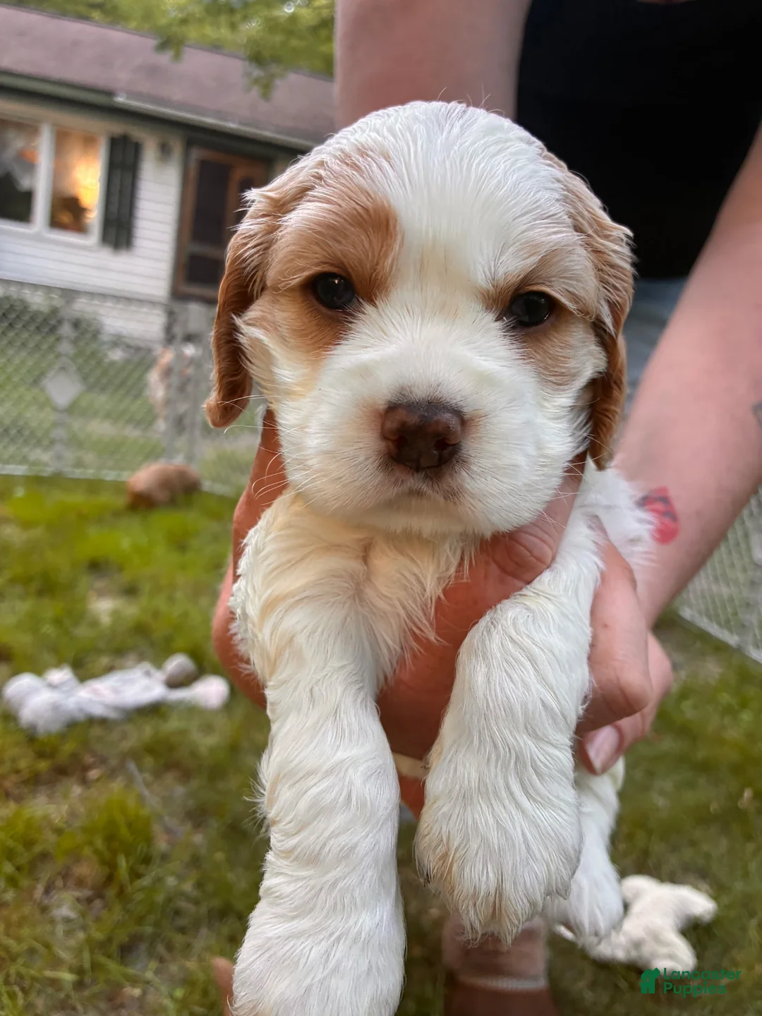 Cocker Spaniel dogs for sale: Hubert - Ad 1