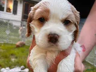 Cocker Spaniel dogs Hubert - Ad 13