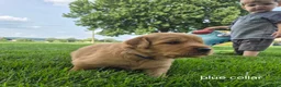 Golden Retriever dogs for sale: Tucker (Blue Collar) - Ad 3