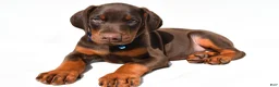 Doberman Pinscher dogs for sale: Buster - Ad 1