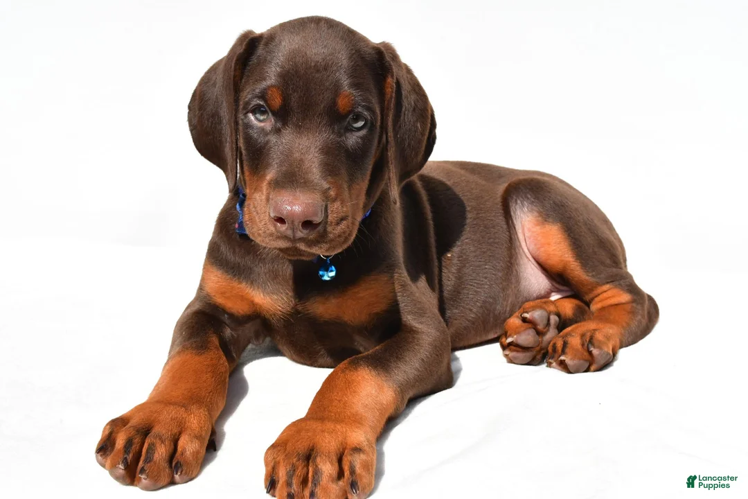 Doberman Pinscher dogs for sale: Buster - Ad 1