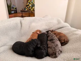 Toy Poodle dogs Carmelo - Ad 24