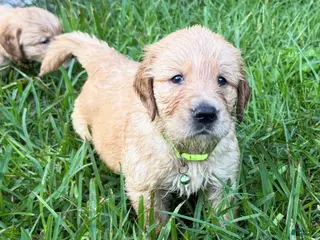 Golden Retriever dogs Yellow Female - Ad 6