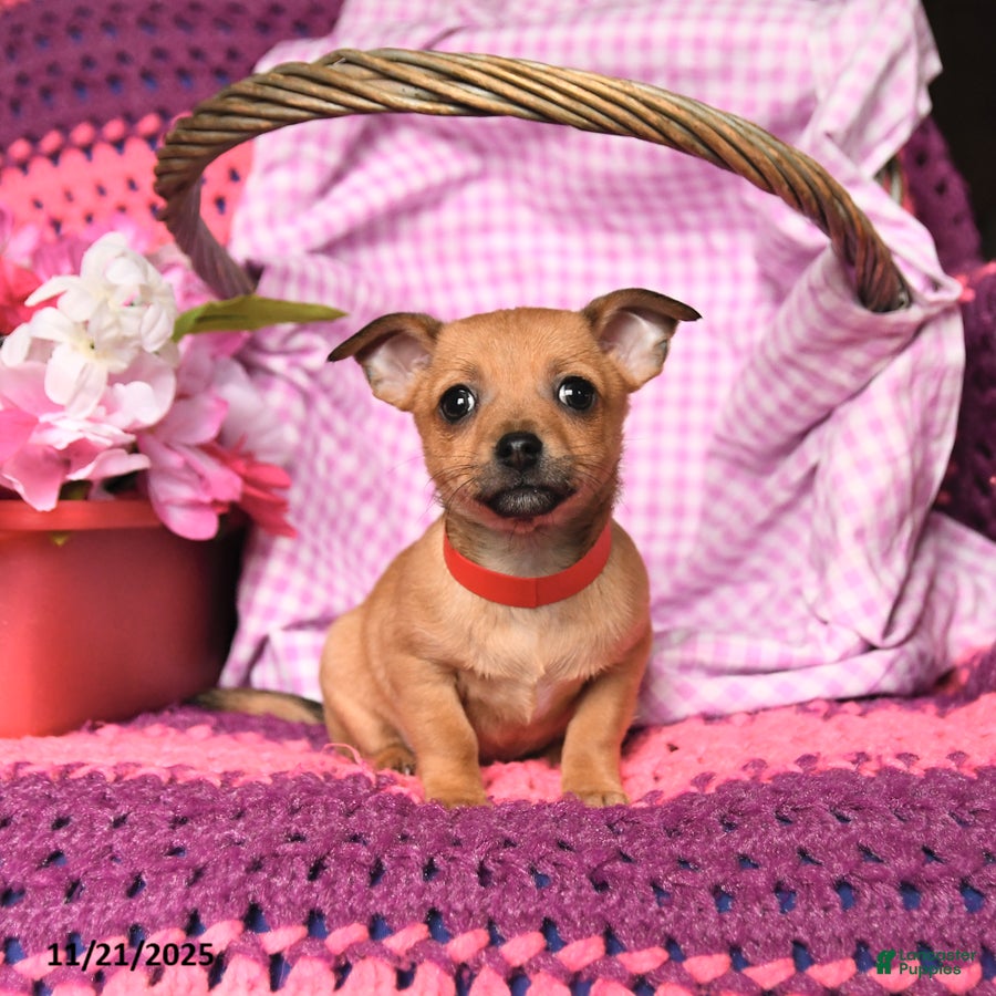 Chihuahua dogs Mason - Ad 40