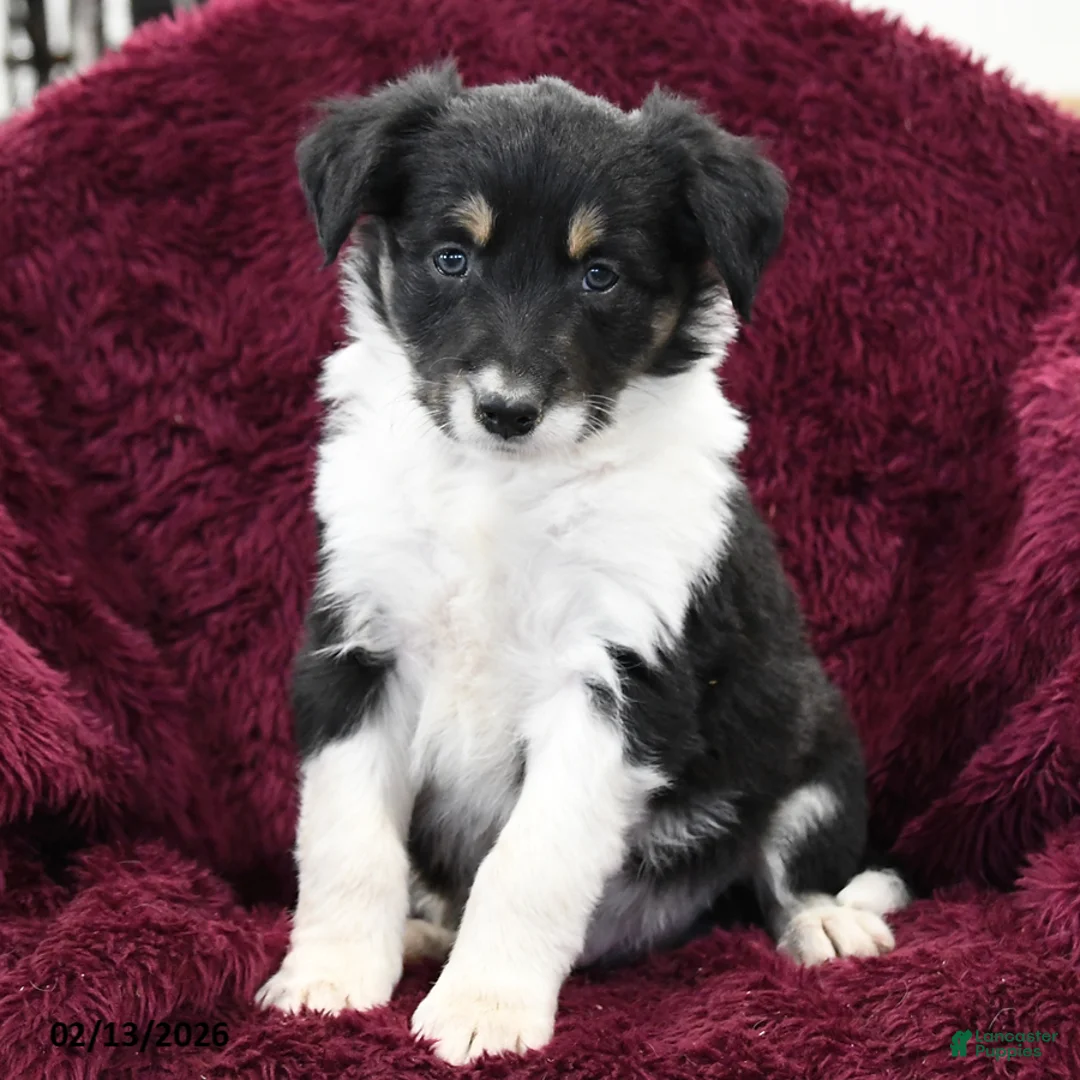 Border Collie dogs for sale: Taki - Ad 3