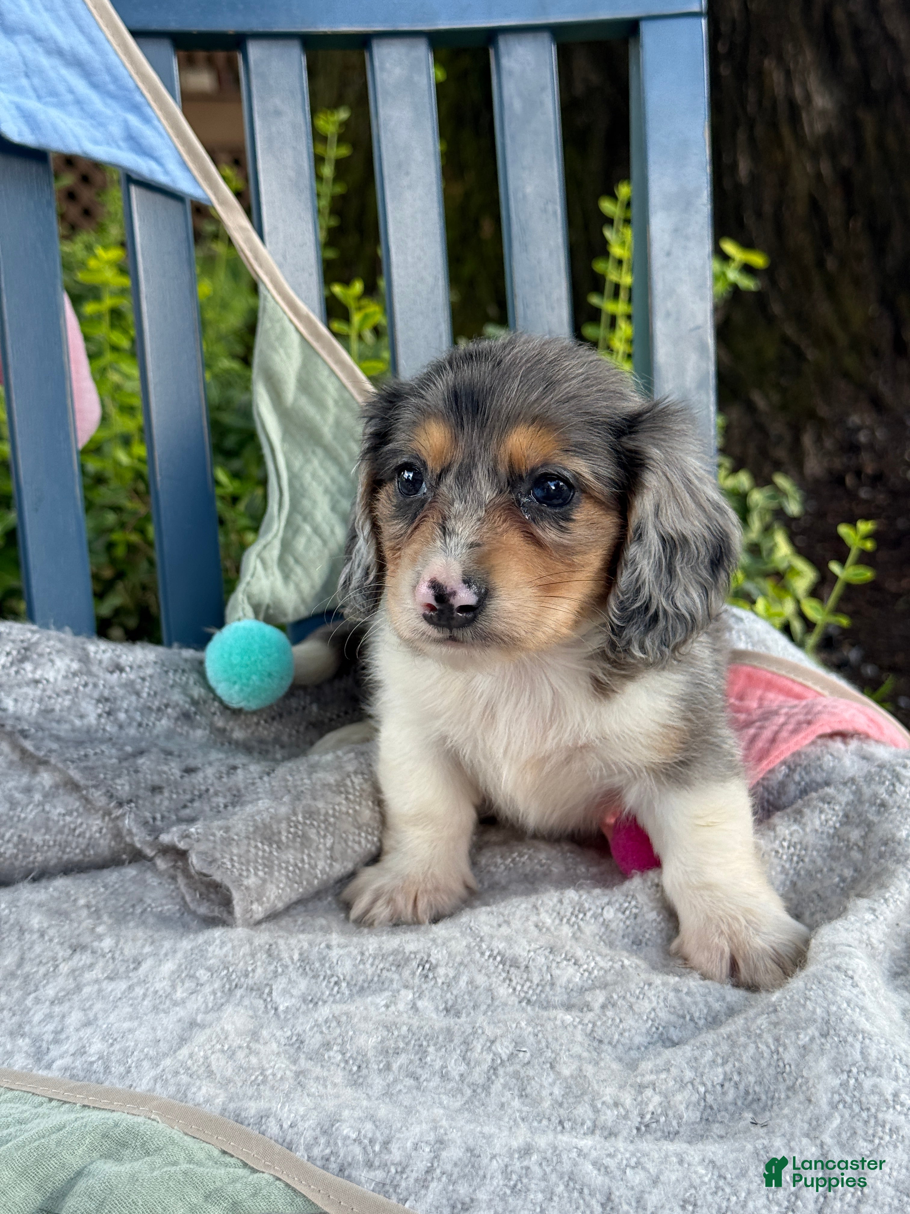 Miniature Dachshund dogs Theo - Ad 1