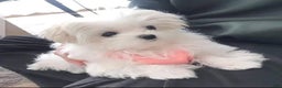 Maltese dogs for sale: Maltese Puppy 1 - Ad 2