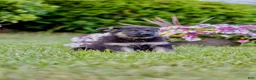 German Shepherd dogs for sale: Apollo - Ad 4