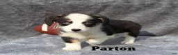 Welsh Corgi Pembroke dogs for sale: Parton - Ad 3