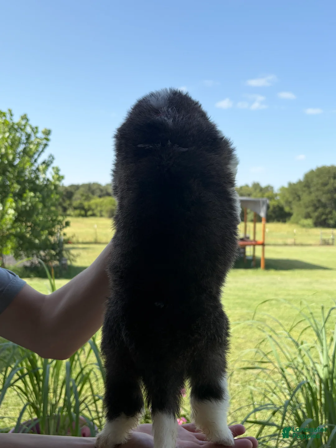 Saint Bernard dogs for sale: Akc Hot Pink - Ad 2