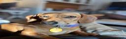 Miniature Dachshund dogs for sale: Freddy - Ad 8