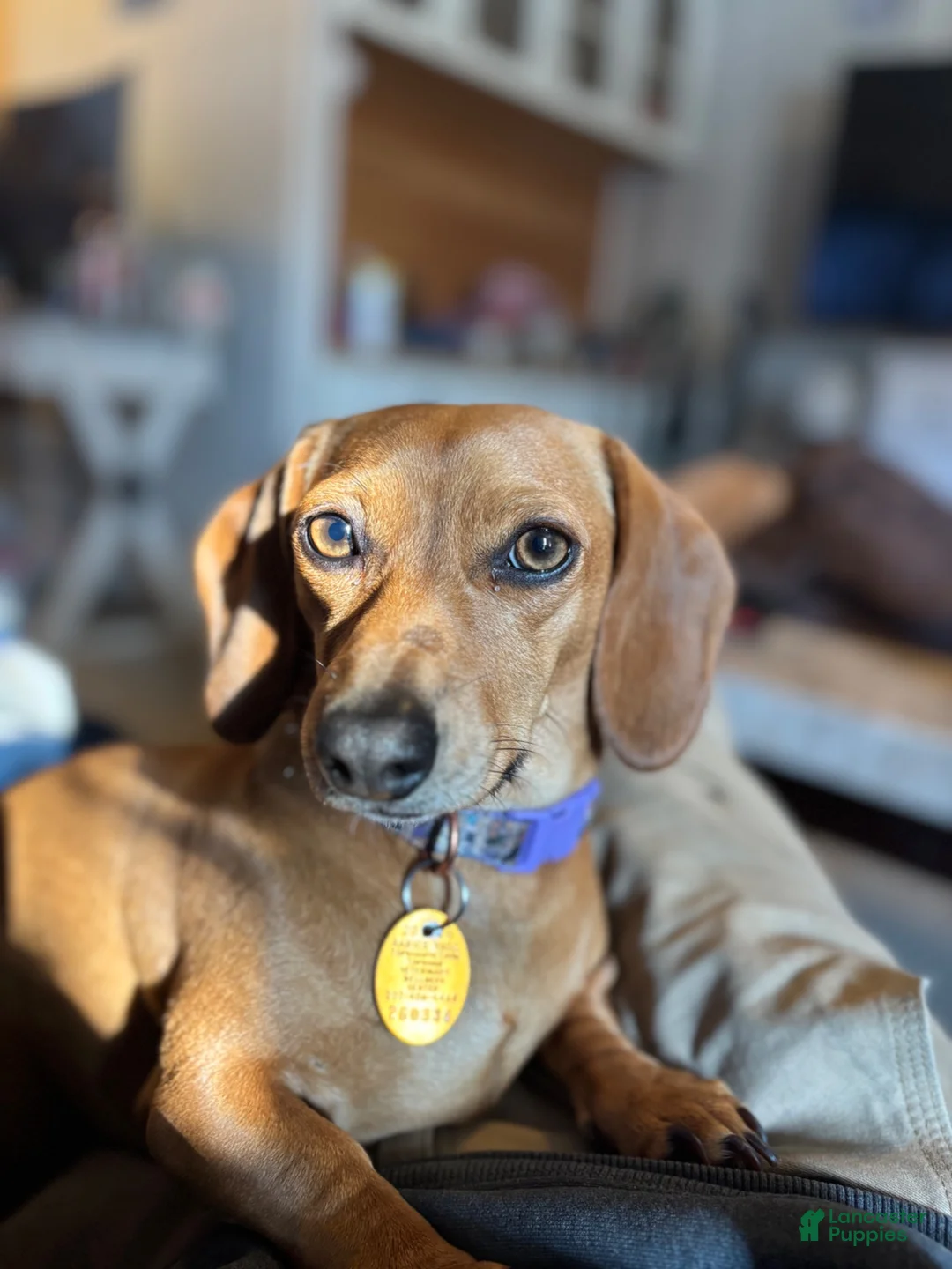 Miniature Dachshund dogs for sale: Freddy - Ad 8