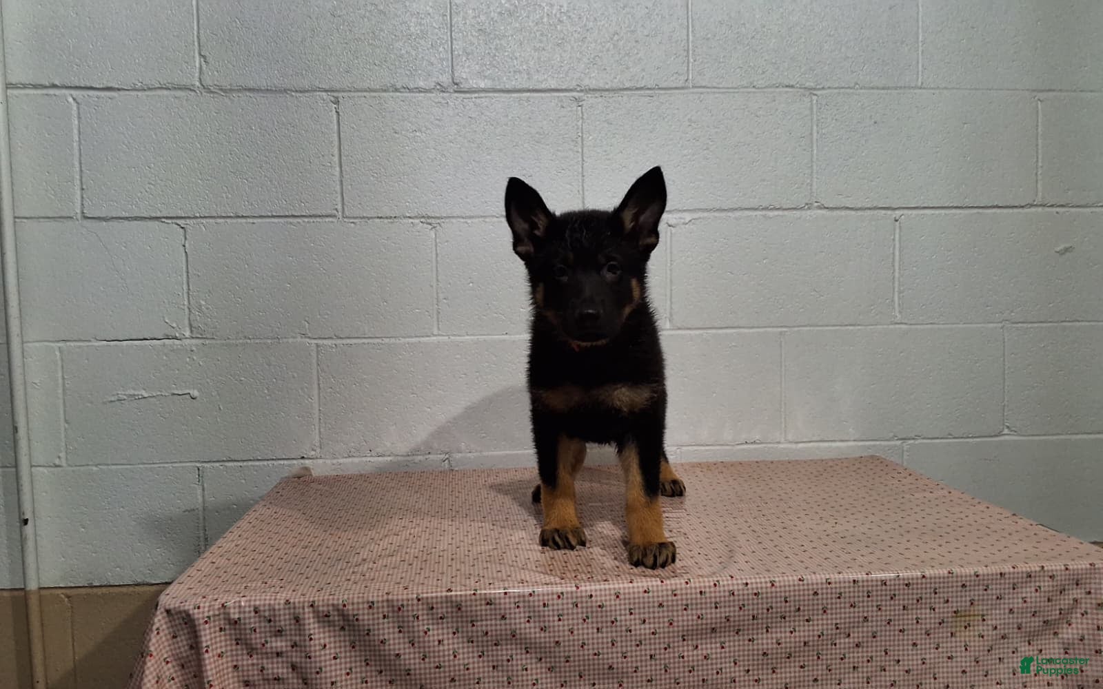 German Shepherd dogs DARLING - Ad 2