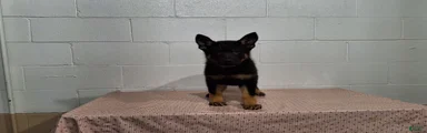 DARLING